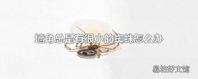 墙角总是有很小的蜘蛛怎么办