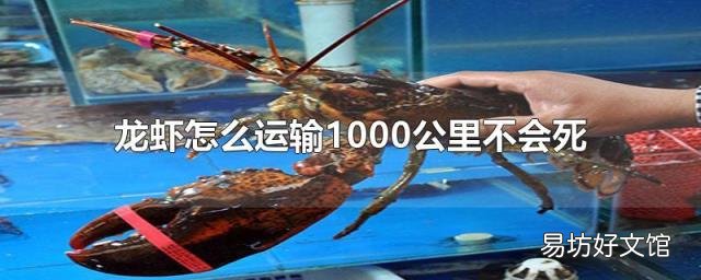 龙虾怎么运输1000公里不会死