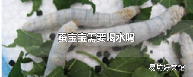 蚕宝宝需要喝水吗