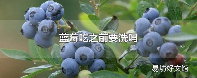蓝莓吃之前要洗吗