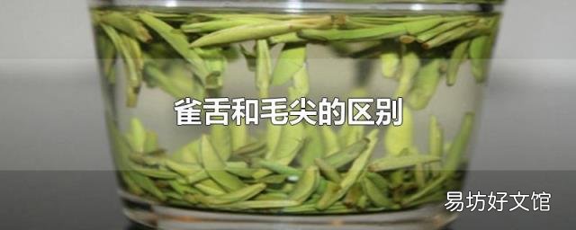 雀舌和毛尖的区别