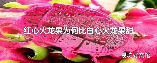 红心火龙果为何比白心火龙果甜