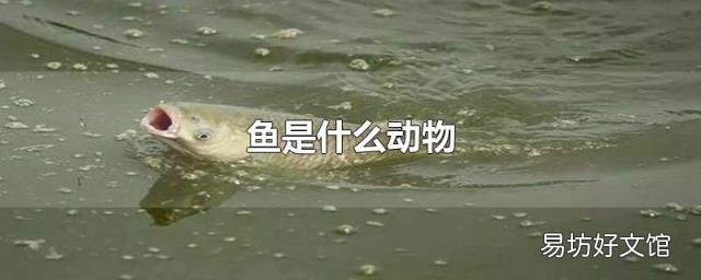 鱼是什么动物