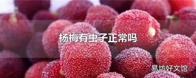 杨梅有虫子正常吗