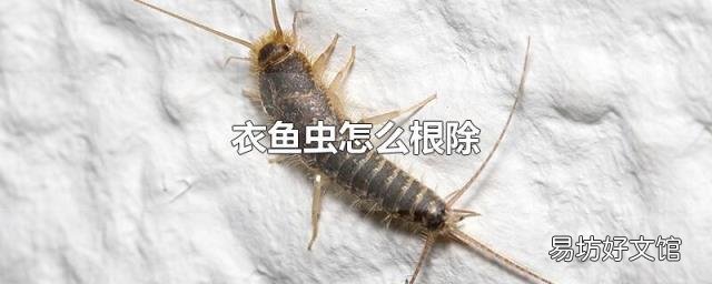 衣鱼虫怎么根除