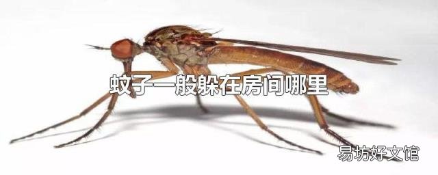 蚊子一般躲在房間哪里