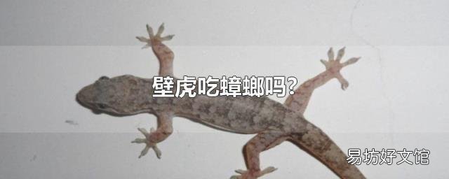 壁虎吃蟑螂吗?