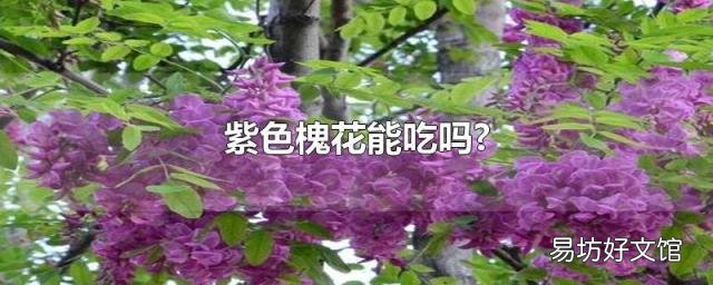 紫色槐花能吃吗?