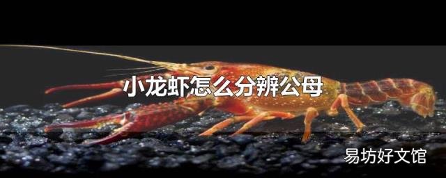 小龙虾怎么分辨公母