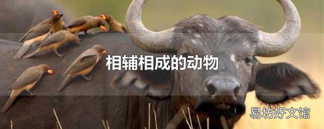 相辅相成的动物