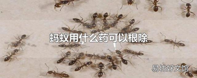 蚂蚁用什么药可以根除