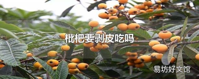 枇杷要剥皮吃吗
