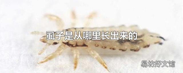 虱子是从哪里长出来的