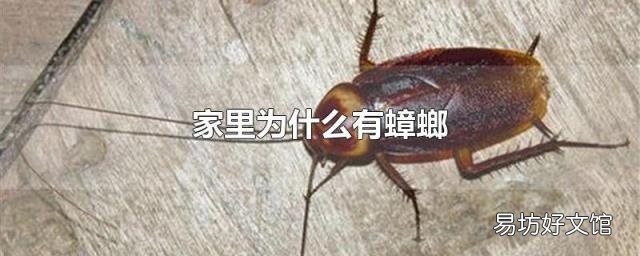 家里为什么有蟑螂