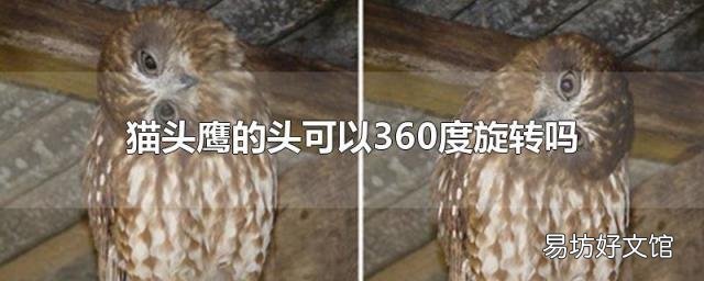 猫头鹰的头可以360度旋转吗