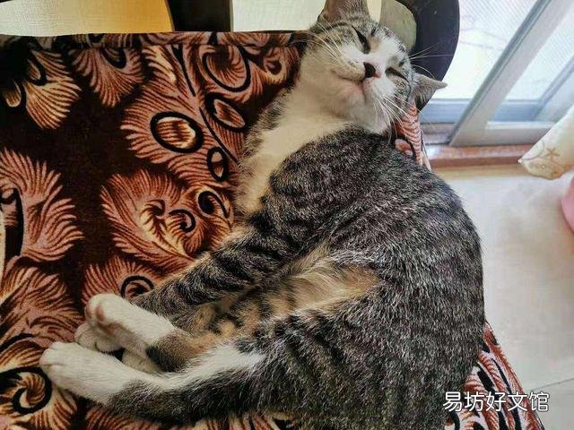 狸花猫图片(狸花猫图片大全图片及价格)
