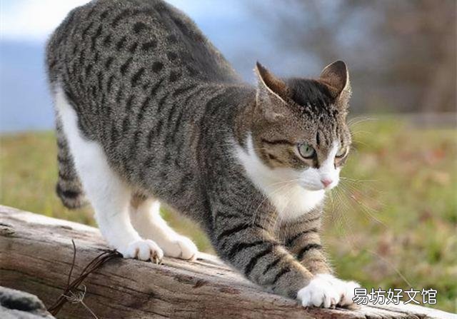 狸花猫图片(狸花猫图片大全图片及价格)