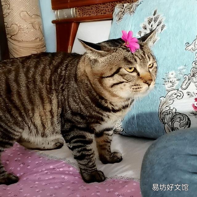 狸花猫图片(狸花猫图片大全图片及价格)
