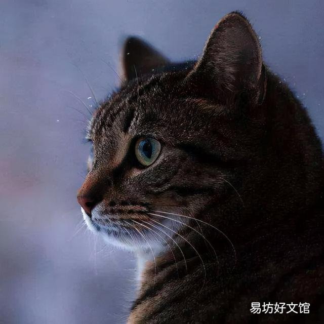 狸花猫图片(狸花猫图片大全图片及价格)