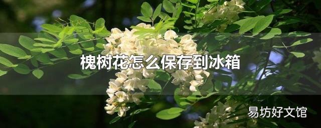 槐树花怎么保存到冰箱