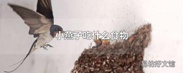 小燕子吃什么食物