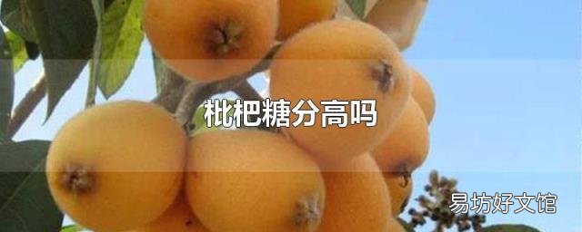 枇杷糖分高吗