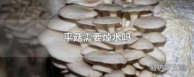 平菇需要焯水吗