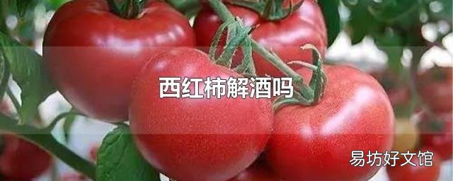 西红柿解酒吗
