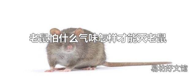 老鼠怕什么气味怎样才能灭老鼠