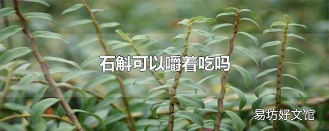 石斛可以嚼着吃吗