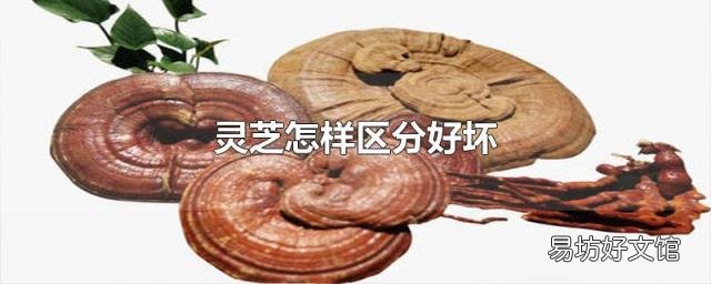 灵芝怎样区分好坏