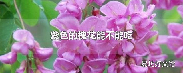 紫色的槐花能不能吃