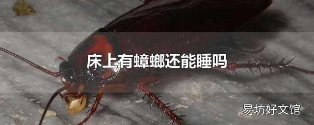 床上有蟑螂还能睡吗