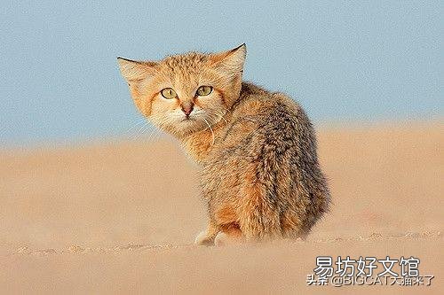 巴基斯坦沙猫灭绝了吗(巴基斯坦沙猫灭绝原因)