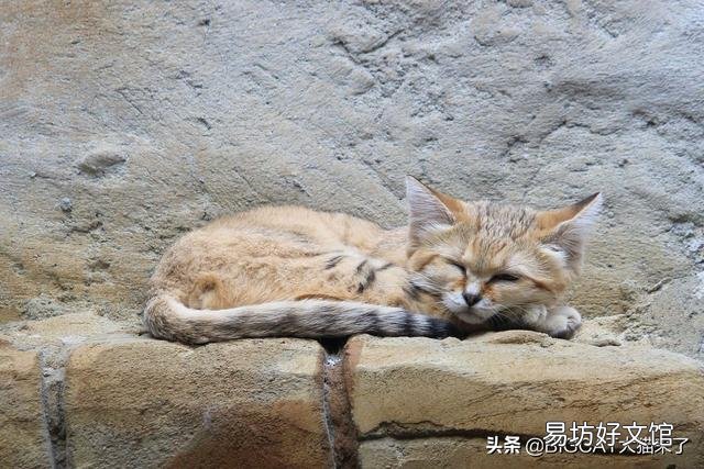 巴基斯坦沙猫灭绝了吗(巴基斯坦沙猫灭绝原因)