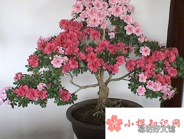 盆栽杜鹃花的养殖方法和注意事项有哪些?