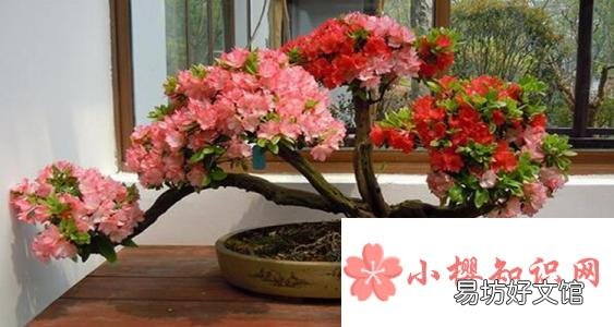 盆栽杜鹃花的养殖方法和注意事项有哪些?