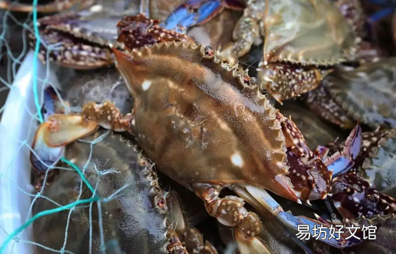 梭子蟹怎么挑選 今天買的梭子蟹明天吃怎么辦