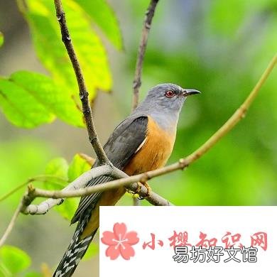 子规指的是什么鸟?