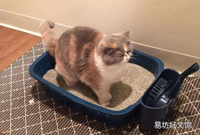 猫砂多久换一次(猫砂多久换一次比较好)