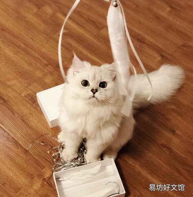 猫砂多久换一次(猫砂多久换一次比较好)