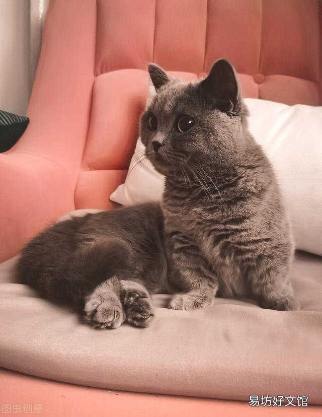 猫寿命最长多少年(猫寿命一般多少年)
