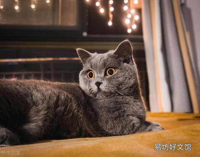 猫寿命最长多少年(猫寿命一般多少年)