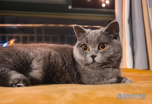 猫寿命最长多少年(猫寿命一般多少年)