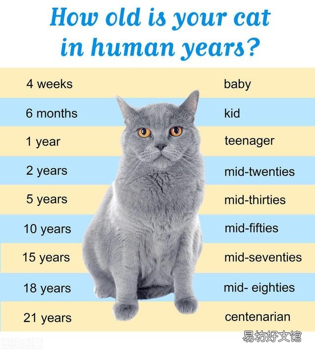 猫寿命最长多少年(猫寿命一般多少年)