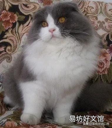 高地猫是什么品种(蓝白高地猫是什么品种)