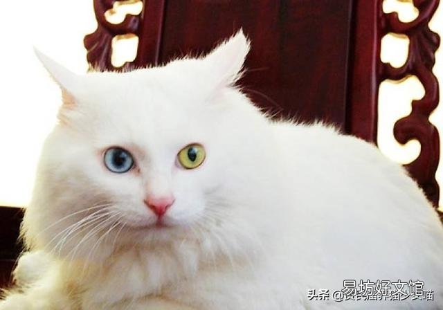 异瞳猫咪有什么缺陷(异瞳猫咪有什么缺陷吗)