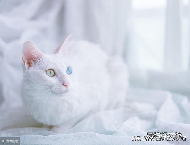 异瞳猫咪有什么缺陷(异瞳猫咪有什么缺陷吗)