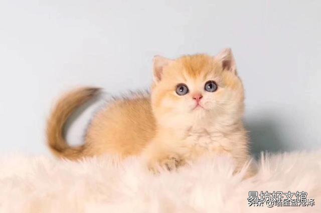 蓝猫是什么品种(英短蓝猫是什么品种)