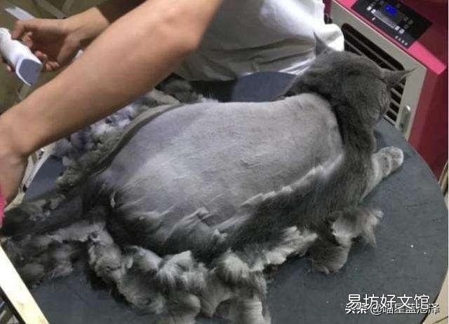 蓝猫是什么品种(英短蓝猫是什么品种)